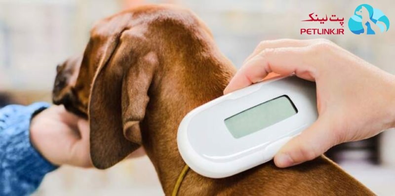 قیمت میکروچیپ سگ