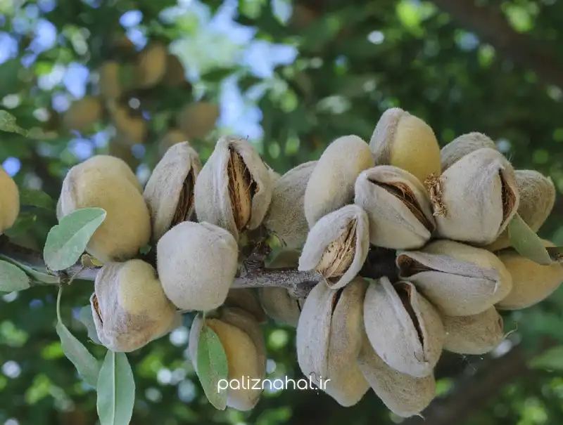 آیا در استان اردبیل می توانیم باغ بادام راه اندازی کنیم؟ آیا در استان اردبیل می توانیم باغ بادام راه اندازی کنیم؟